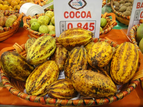 Cocoa or Cacao Pods